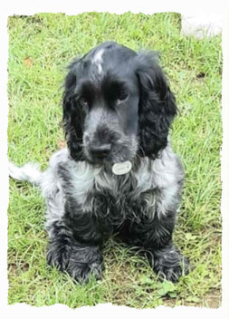 Chiot Cocker Spaniel à l'école pour chiots à Dax