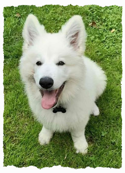 Chiot Berger Blanc Suisse à l'école pour chiots à Dax