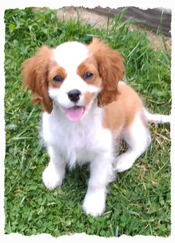 Chiot Cavalier King Charles à l'école pour chiots à Dax