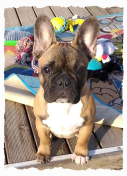 Chiot Bouledogue Français à l'école pour chiots à Dax