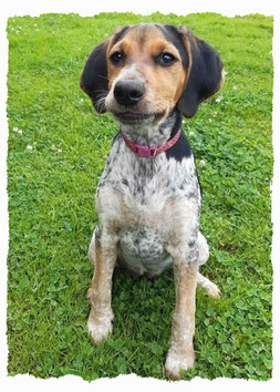 Chiot Croisé à l'école pour chiots à Dax