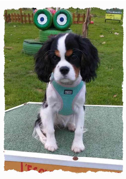 Chiot Cavalier King Charles à l'école pour chiots à Dax