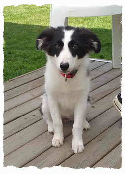 Chiot Border Collie à l'école pour chiots à Dax