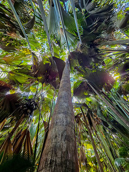 Vallee de Mai Seychellen Praslin