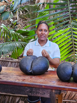 Vallee de Mai Seychellen Praslin
