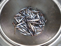 ワカサギ釣り　わかさぎ釣り　大漁　釣果