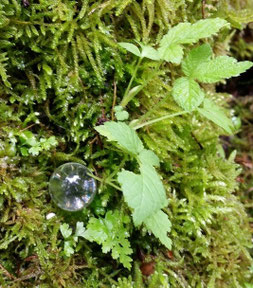 EARTH HEALING PROJECT
