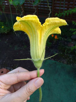 雄花。