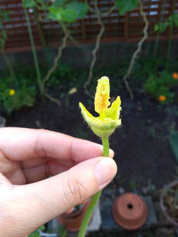 花びらをむしったところ。わかりやすくおしべに花粉がついてます。