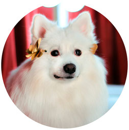 foto vistavka sobaki; vistavka sobak 2016; foto vistavka yaponskiy spitz; smotret online; krasivie foto yaponskiy shpitz; krasivie foto belie sobaki; samie krasivie fotografii sobak; foto vistavka Dogs La Beauty; Kiev Ukraina; 