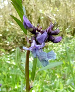 Fleurs bleues - Club Pédestre Chabeuillois