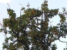 Früchte der Birne Tannenhain (kein Detailfoto verfügbar)