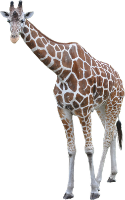 Image animaux detourée transparent sur fond blanc girafe giraffa png