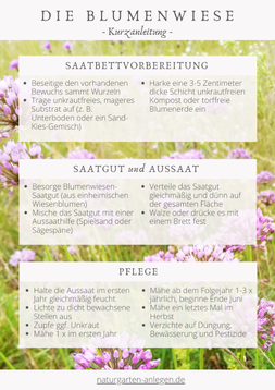 Kurzanleitung für die Anlage einer Blumenwiese für Newsletter-Abonnenten.