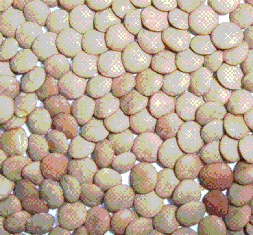 レンズ豆(Nihon.mame)