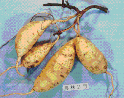 でん粉質原料(Agriculture & Livestock)