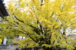 当山境内の「親鸞が葉に実を包んで草庵の庭に播いたと伝わる当山境内の「お葉付きイチョウ」。