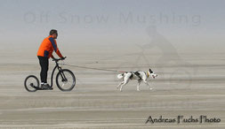 Dogscooter Kickbike Tretroller Alaskan Husky