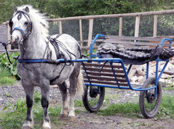 Cheval attelé à un attelage en fer et doté de pneumatiques