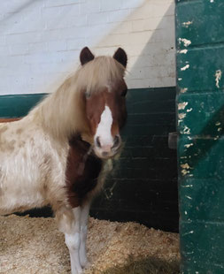 Islandpferd Helgi steht in einer Box in der Tierklinik und guckt neugierig in Richtung Kamera