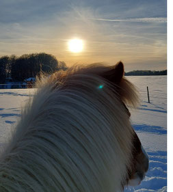 Helgi steht in einer Schneelandschaft und träumt in die Ferne. Auf dem Bild ist nur sein Kopf mit seiner hellen Mähne zu sehen, im Hintergrund die Wintersonne hinter einer leichten Wolkendecke 