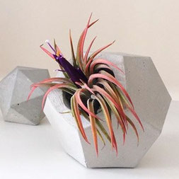 Blooming Rubra Tillandsia Air Plant In A Concrete Dodecahedron Vessel by PASiNGA