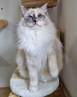 gatta razza ragdoll