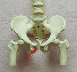 恥骨痛の場合は矢印の場所を骨盤矯正で改善します