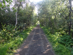 Bois de bouleaux  dans le cadre du programme de reforestation en Islande