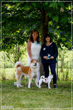 Japan Akita, Umeko of Kishi Ken, Hund, Ausstellung, Hundeausstellung, Zucht, Hundezucht, Japan Akita e.V., Vereinsausstellung, Vereinssieger, Gräfenwiesbach, Stefan Schachameyer, Motamo Pictures