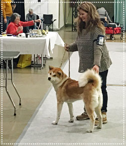 Japan Akita, Umeko of Kishi Ken, Hund, Zucht, Hundezucht, Ausstellung, Hundeausstellung, Int Rasshunde Gemeinschaftsausstellung Erfurt