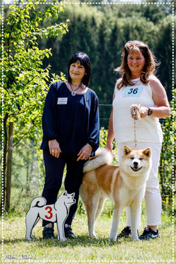 Japan Akita, Umeko of Kishi Ken, Hund, Ausstellung, Hundeausstellung, Zucht, Hundezucht, Japan Akita e.V., Vereinsausstellung, Vereinssieger, Gräfenwiesbach, Stefan Schachameyer, Motamo Pictures