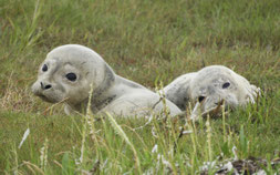 Gestrandete Seehunde brauchen Ruhe! Daher bitte unbedingt mind. 100 m Abstand abhalten. Bild: Oliver Juhnke/NABU