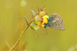 Wo Bläulinge flattern, finden sich struktur- und artenreiche Lebensräume für Insekten und co. Foto: Anne-Marie Kölbach