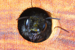 Gehörnte Mauerbiene im Insektenhotel (Foto: NABU / Klemens Overkamp)