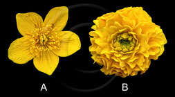 Sumpfdotterblume (Caltha palustris): A = Wildform B=Gefüllte Zuchform