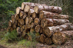 chauffage au bois bûches la groie l'abbé