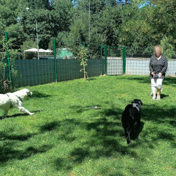 Weißer Schäferhund