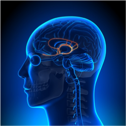 The limbic system includes and connects a variety of brain regions.