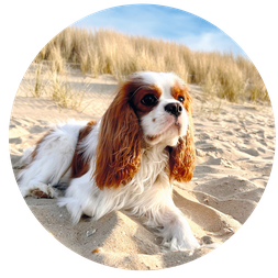 Hundestrand Niederlande Cavalier King Charles Spaniel Urlaub mit Hund