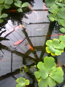 Foto: in einem Teich mit roten Fischen und Seerosen spiegelt sich eine netzartige Dachkonstruktion