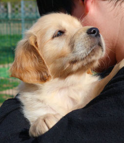 Cucciolata allevamento goldenflame di Golden retriever in Piemonte.