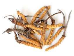 Cordyceps, Vitalpilze, Mykotherapie Praxis Riva Baden