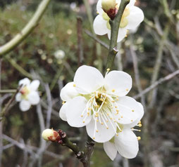 去年は梅の花が咲いていました。