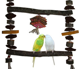 Image result for Offrir des jouets à un perroquet : pourquoi faire ?