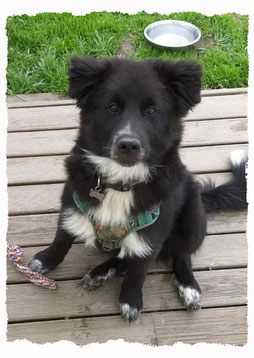 Chiot Border Collie à l'école pour chiots à Dax