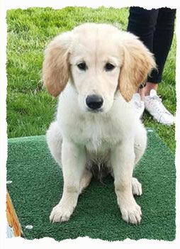 Chiot Golden Retriever à l'école pour chiots à Dax