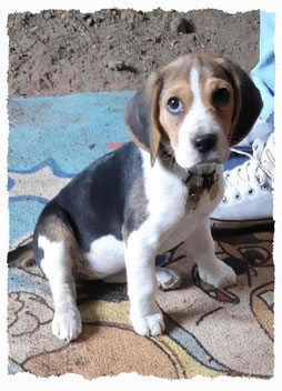 Chiot Beagle à l'école pour chiots à Dax