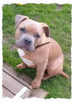 Chiot AmStaff à l'école pour chiots à Dax