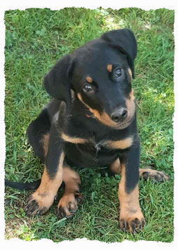 Chiot Berger de Beauce à l'école pour chiots à Dax